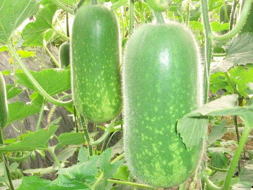 吃瓜--反差大赛-每日大赛合集,反差大赛每日精彩合集大盘点